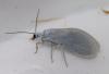 Aleuropteryx sp.